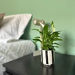 Guest
